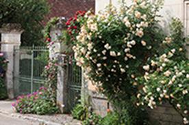 Pour célébrer la Fête des Mères, ♪ chantez leur ‘Chedigny la vie en roses’* ♪ ! 7533 copie copie