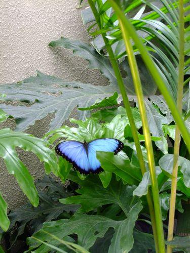 Montreal - les Papillons - 2 100