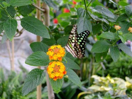 Montreal - les Papillons - 2 107