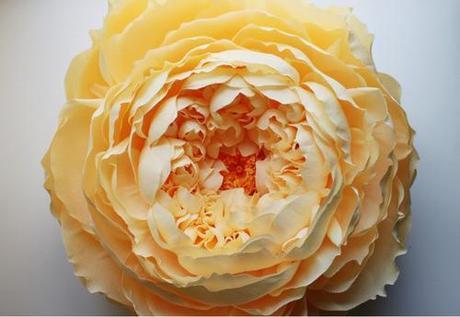 Plus vraies que nature Giant Paper Flowers by Tiffanie Turner 3