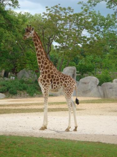 girafe,parc zoologique de paris, serge uleski
