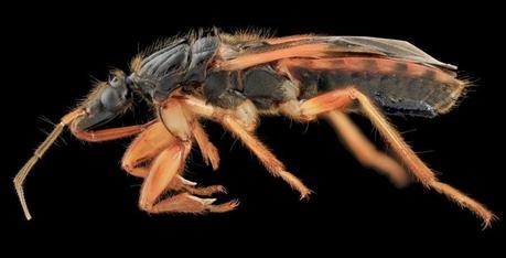 Macros HD d’arthropodes Macros HD d’arthropodes