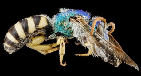 Macros HD d’arthropodes Macros HD d’arthropodes