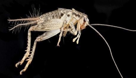 Macros HD d’arthropodes Macros HD d’arthropodes