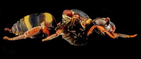 Macros HD d’arthropodes Macros HD d’arthropodes