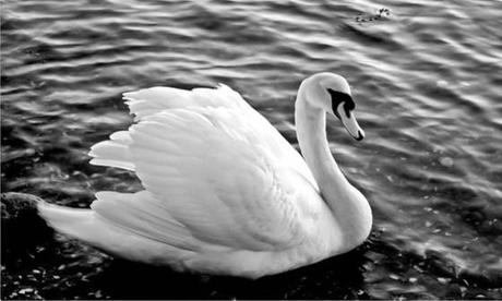 The Swan : une robe exceptionnelle de Charles James swan_by_jennytangen-d33p7ql.jpg