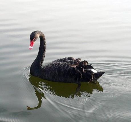 The Swan : une robe exceptionnelle de Charles James black_swan_by_awjay.jpg