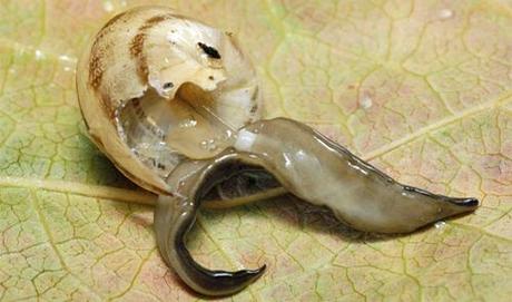 Platydemus manokwari dévorant un escargot