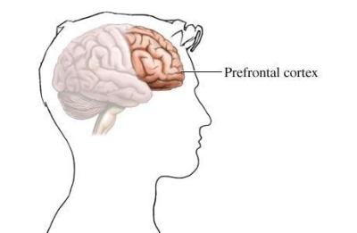 Cette partie du cerveau gère la cognition, les sensations et les émotions.
