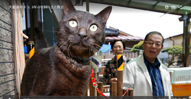 Un chat retrouve ses maîtres 3 ans après le tsunami (Japon) Un chat retrouve ses maîtres 3 ans après le tsunami (Japon)