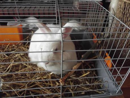 Mon lapin angora 085