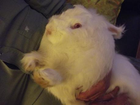 Mon lapin angora 092