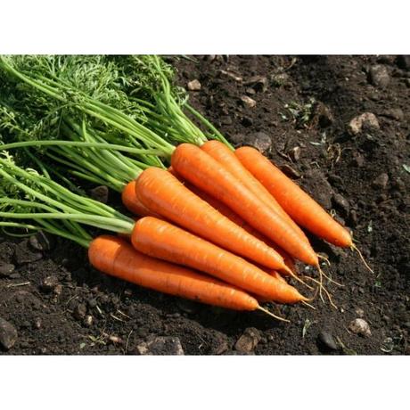 Huile essentielle carotte les vertus