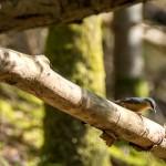 Pivert sur un arbre