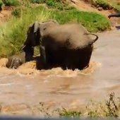 L'entraide chez les éléphants Un éléphanteau sauvé des eaux par les adultes