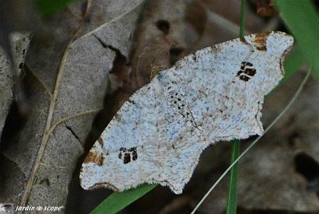 Cette philobie se reposait sur un tapis de feuilles mortes... Macaria-notata