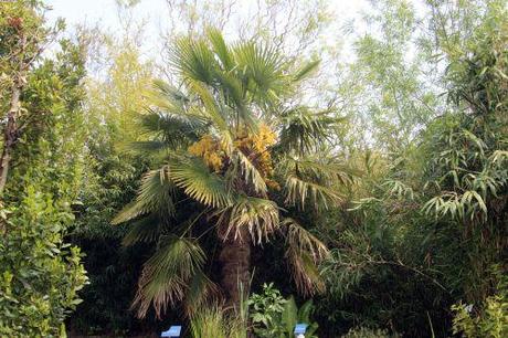 2 trachycarpus marnay 1 juin 2013 003.jpg