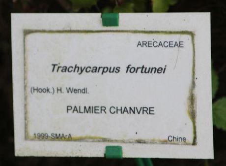 1 trachycarpus fortunei marnay 8 mai 2014 019 (6).jpg