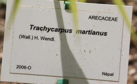 16 trachycarpus martianus marnay 16 juin 2013 085 (2).jpg