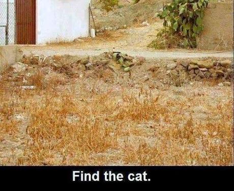 Illusion d'optique - Trouvez le chat
