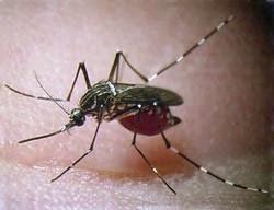 Pronostic de dengue et Coupe du Monde au Brésil : prévisions climatiques saisonnières en temps réel comme force motrice du modèle cadre d’alerte précoce