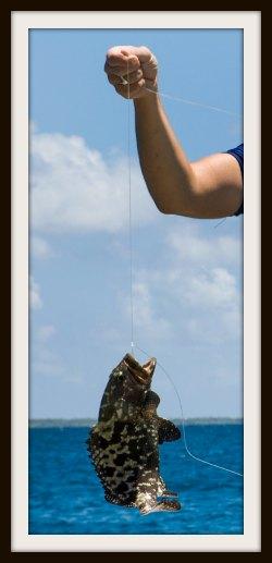 Ce qu’on a fait à Manihi merou