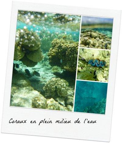 Ce qu’on a fait à Manihi coraux manihi