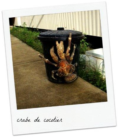 Ce qu’on a fait à Manihi crabe cocotier