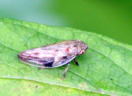 Crachat de coucou cicadelle près romilly 16 juil 2012 203.jpg