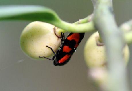 Crachat de coucou 9 cercope veneux 4 mai 2012 033.jpg
