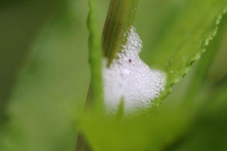 Crachat de coucou 1 crachat romi 18 mai 2014 002.jpg