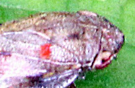 cicadelle tache romilly 16 juil  2012 p 203.jpg