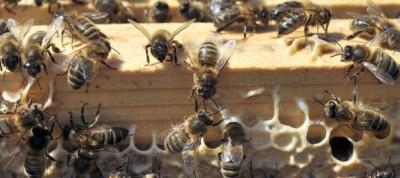 abeilles,apiculture,environnement,pollinisateur,pollinisation,fleurs,économie,greenpeace
