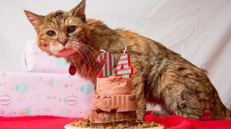 La plus vieille chatte du monde record plus vieux chat
