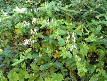 Mes roses vous saluent bien ! P1130404