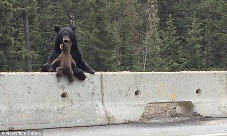 Une maman ours sauve son petit piégé sur le bord d'une route