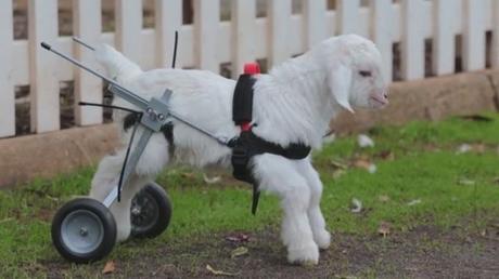 Une chaise roulante pour un chevreau paraplégique