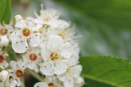 5 crataegus pedicellata romi 23 mai 2014 029 (4).jpg