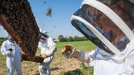 Le rôle des abeilles est absolument primordial pour la pollinisation des plantes.