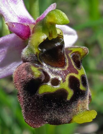 Ophrys bourdon, l'un des cinq Ophrys de Lorraine