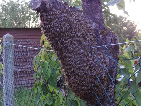 Essaim d'abeilles sauvages à Mirebeau