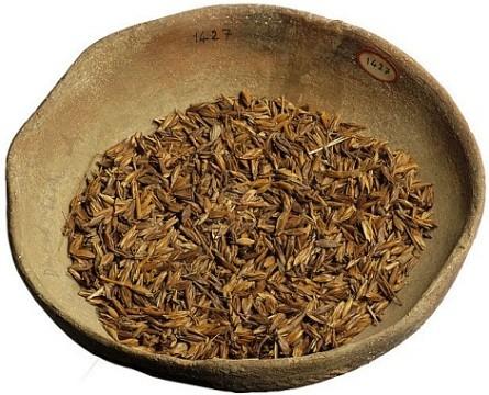 Les anciens Égyptiens mangeaient-ils comme nous ? Si vous êtes végétarien, probablement... ! En Égypte antique ! grain_emmer.jpg