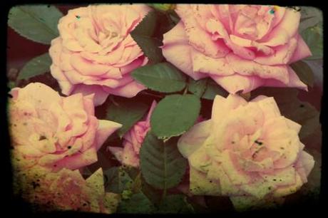 #100happydays - #100happyendogirlsdays - day 42 Copie de 100happydays42.jpg