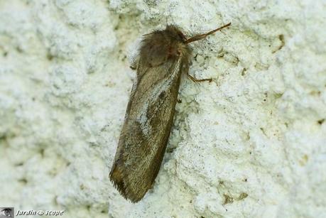 Sa chenille polyphage s'attaque à de nombreuses racines Pharmacis lupulina - Louvette - Korscheltellus lupulinus