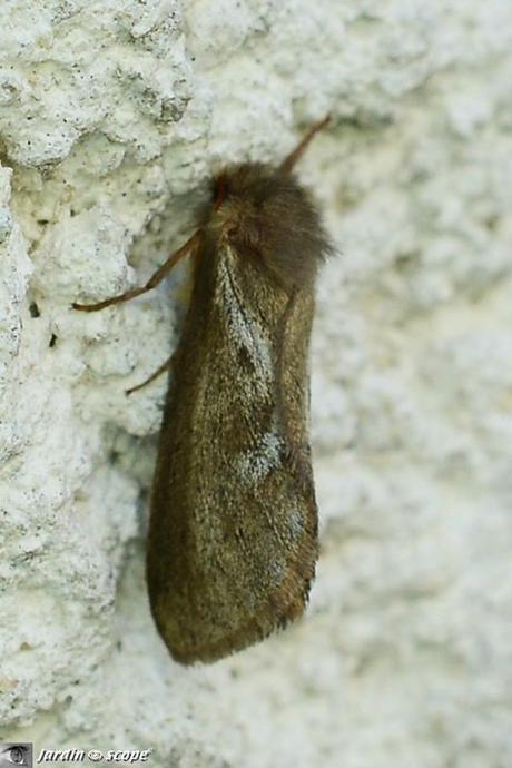 Sa chenille polyphage s'attaque à de nombreuses racines Pharmacis lupulina - Louvette - Korscheltellus lupulinus