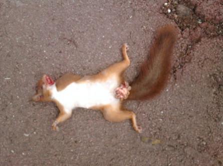 L’exhibitionniste 140527 L'exhibitionniste.jpg