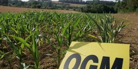 OGM en Charente : des parcelles de maïs à détruire par précaution