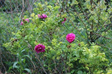 3 rosa rugosa romilly 8 mai 2014 134.jpg
