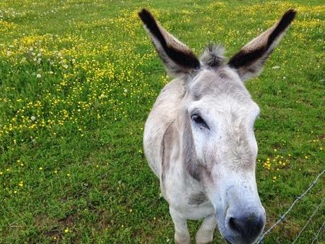 J'ai rencontré des ânes aujourd'hui J'ai rencontré des ânes aujourd'hui