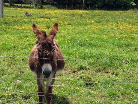 J'ai rencontré des ânes aujourd'hui J'ai rencontré des ânes aujourd'hui